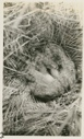 Image of Eider Duck's nest